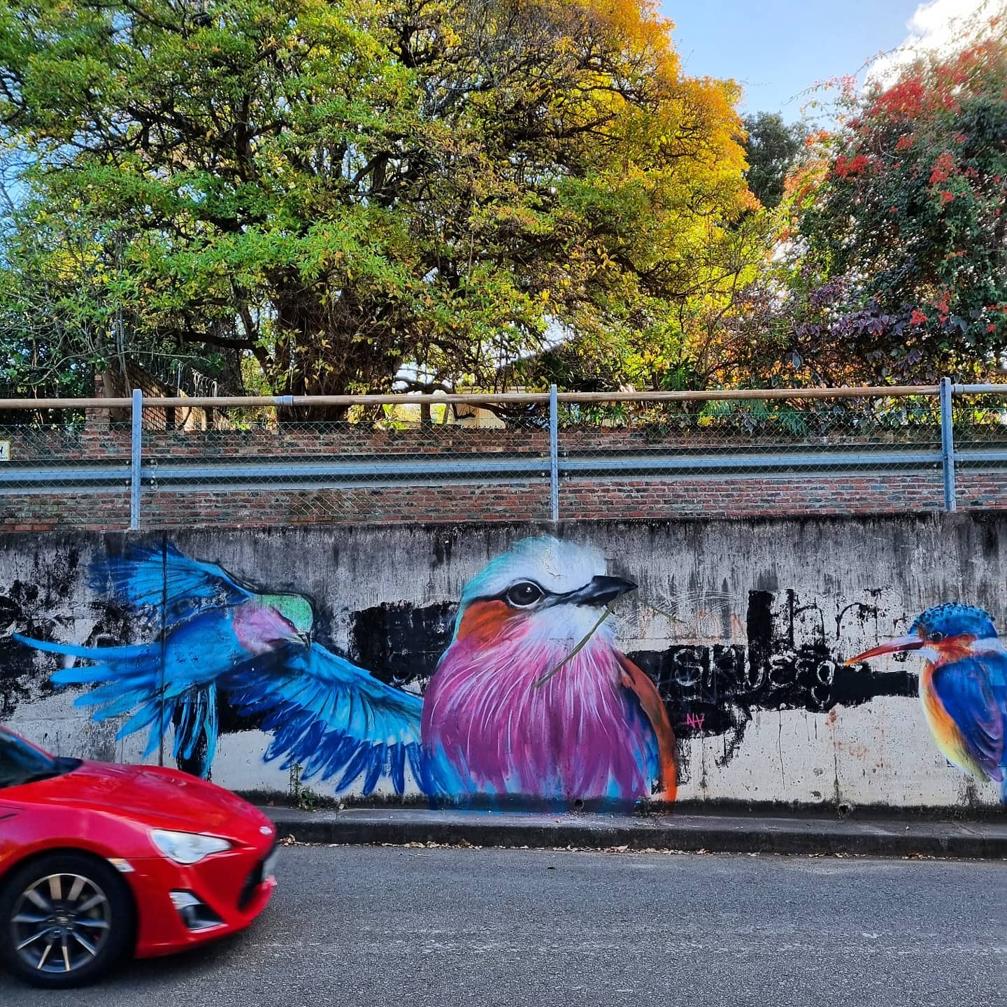 Chamberlain Road // Lilac Breasted Roller