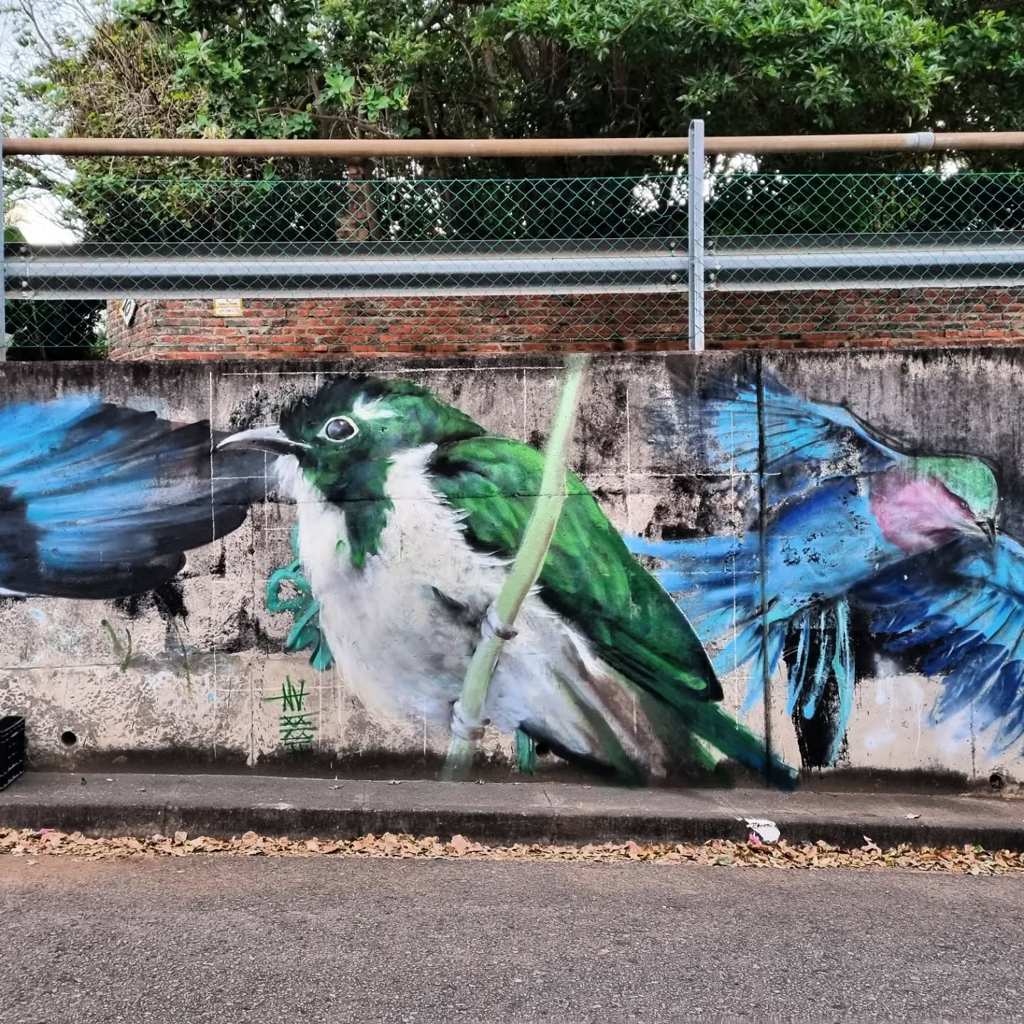 Chamberlain Road // Klaas's Cuckoo