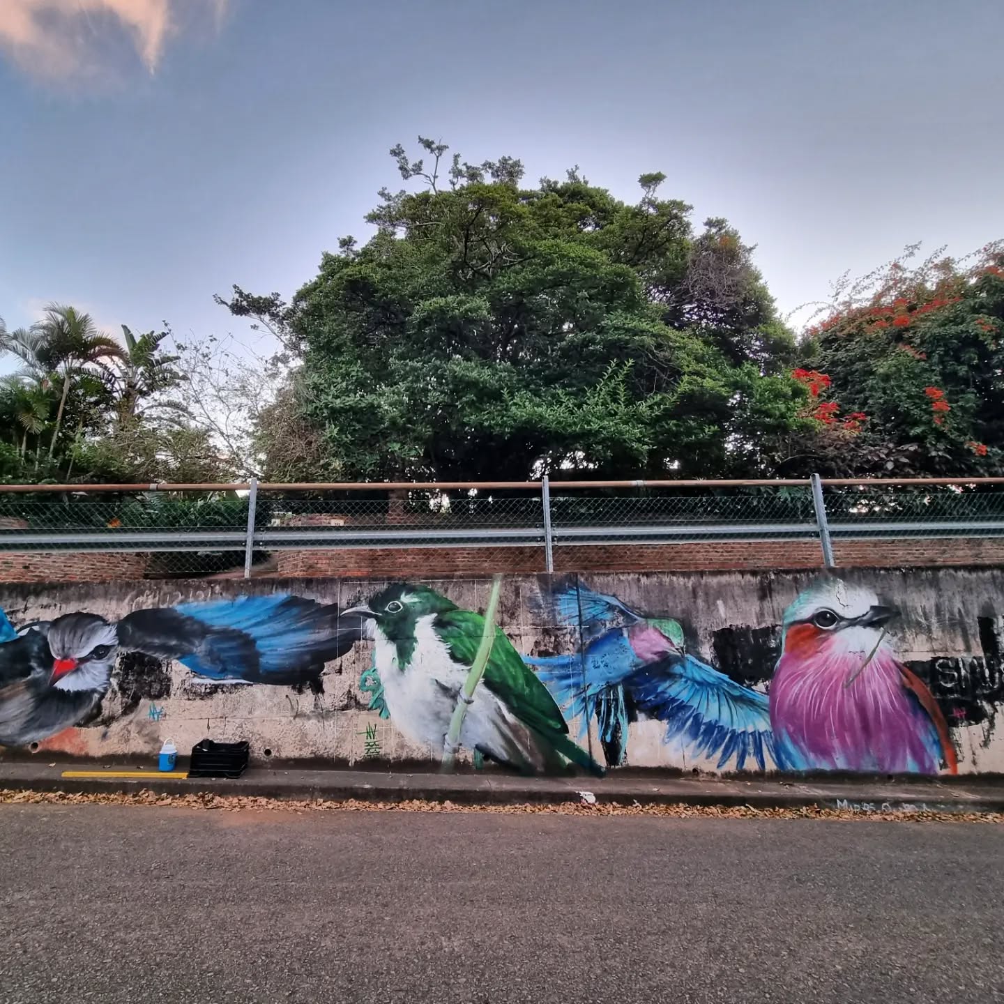Chamberlain Road // Klaas's Cuckoo