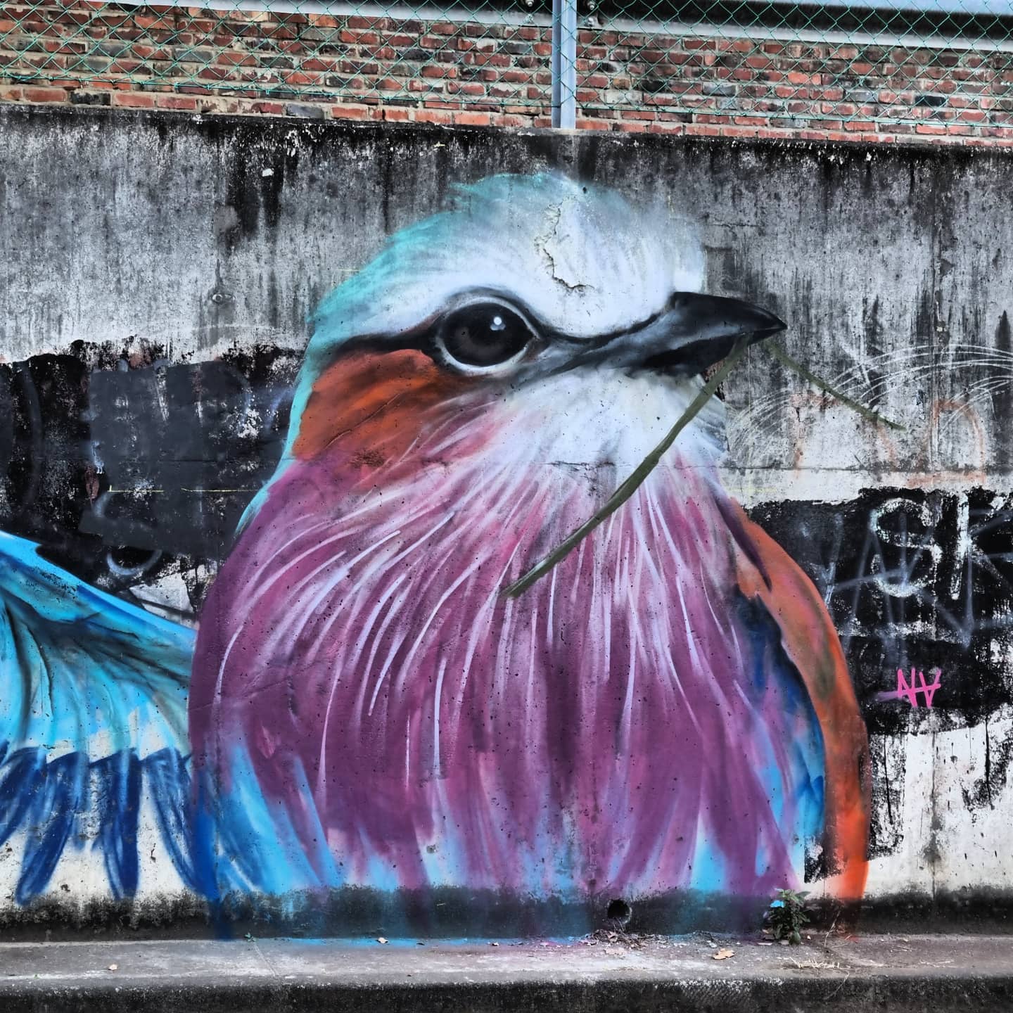 Chamberlain Road // Lilac Breasted Roller