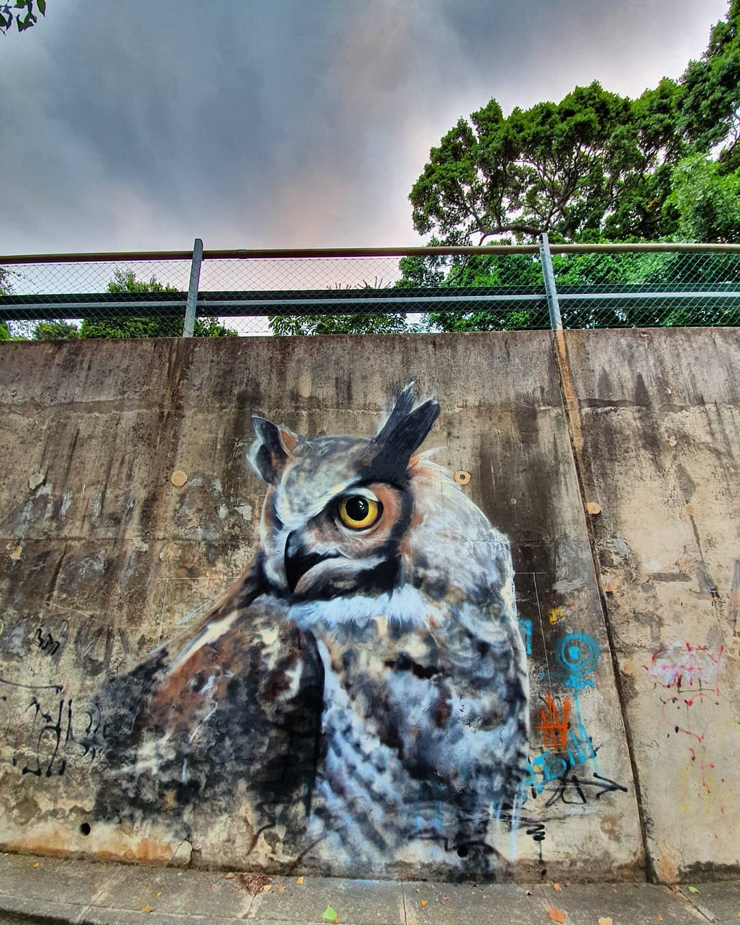 Chamberlain Road // Owl