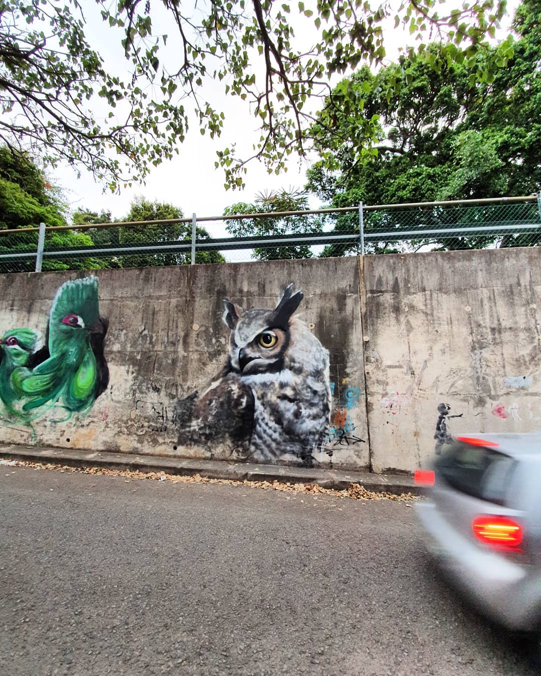 Chamberlain Road // Owl