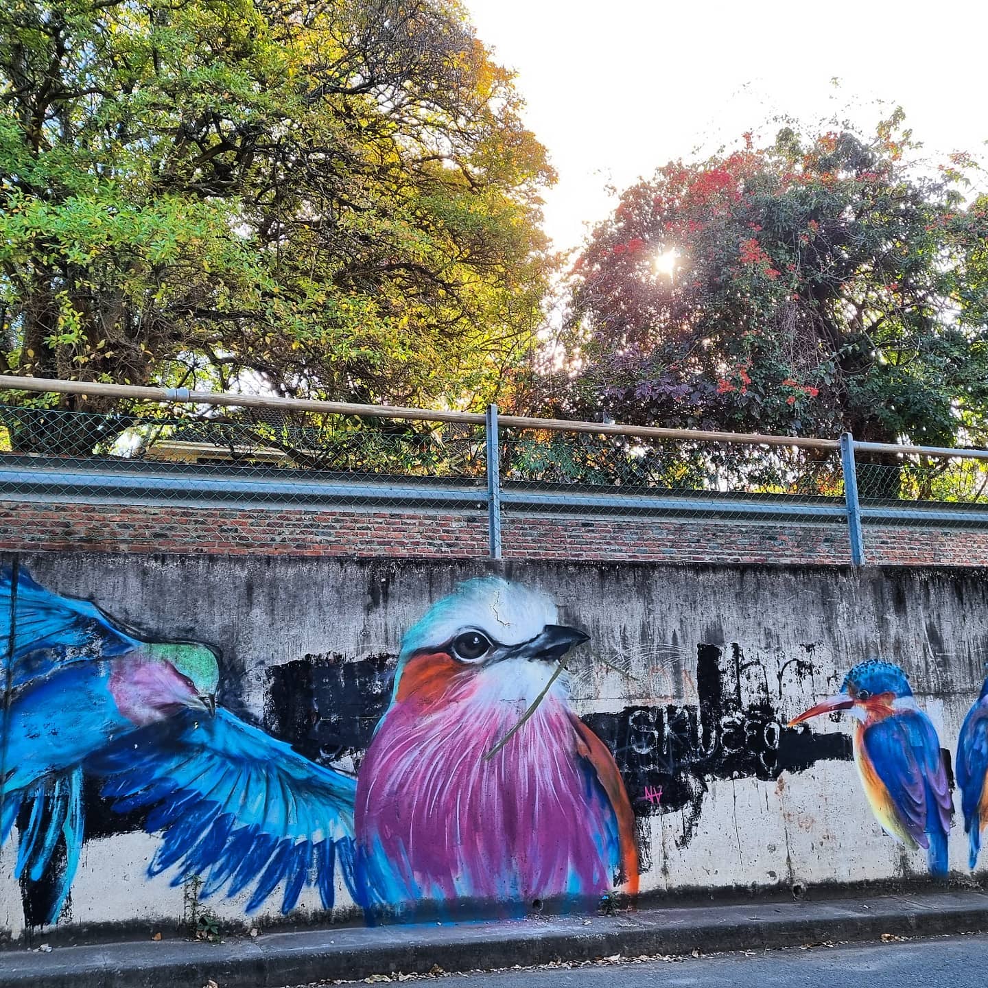 Chamberlain Road // Lilac Breasted Roller